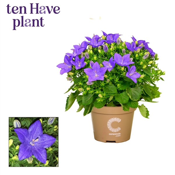 <h4>Campanula iso. 'Napoli'</h4>