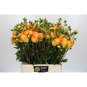 Dahlia 'Souvenir d'Ete'