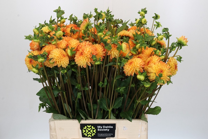 Dahlia 'Souvenir d'Ete'