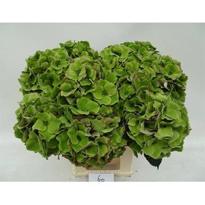HYDR M ROY PALACE CL GROEN