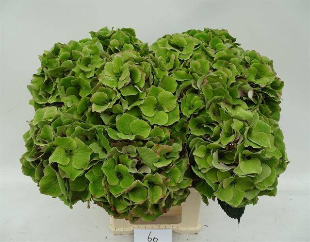 <h4>HYDR M ROY PALACE CL GROEN</h4>