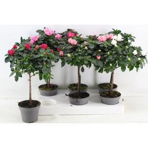 Rhododendron gem 13Ø 45cm 25Ø