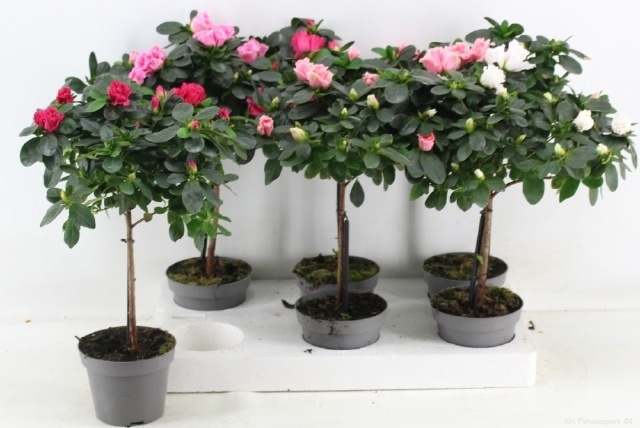 Rhododendron gem 13Ø 45cm 25Ø