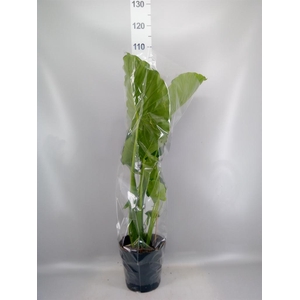 Alocasia gageana