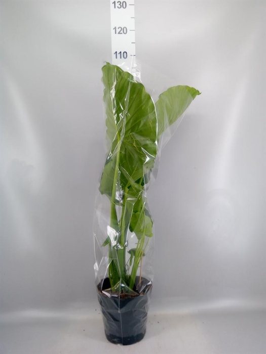 <h4>Alocasia gageana</h4>