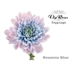 CHR G ROSANNE BLUE