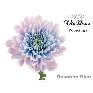Chr G Rosanne Blue
