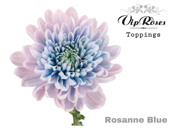 <h4>Chr G Vip Rosanne Blue</h4>