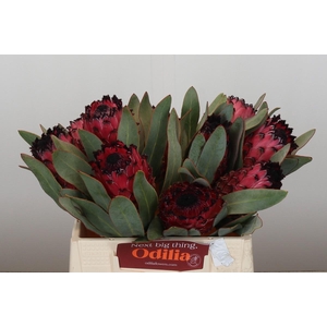 Protea Barbigera Ruby Princess