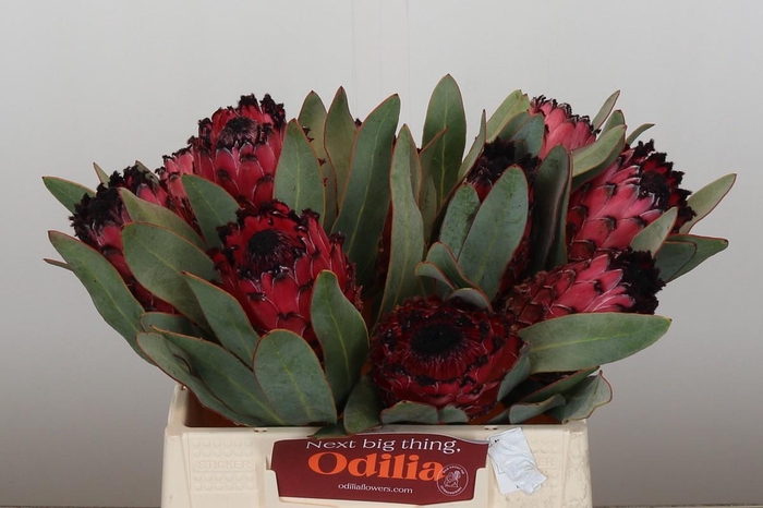 <h4>Protea Barbigera Ruby Princess</h4>