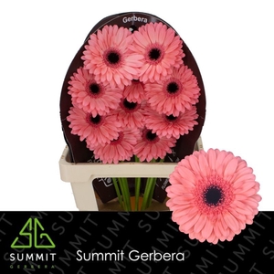 Gerbera Scala Flowerracket