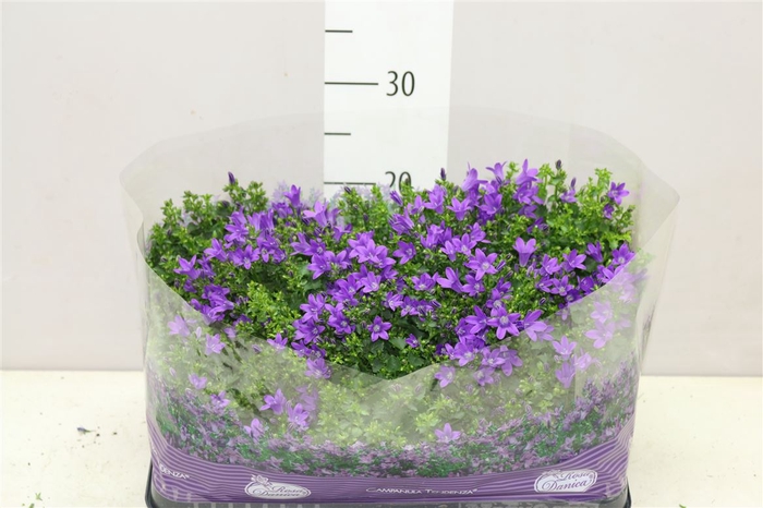 <h4>Campanula Port Blueone</h4>