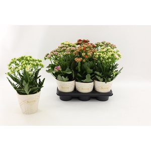 Kalanchoe Sunny mix in tray