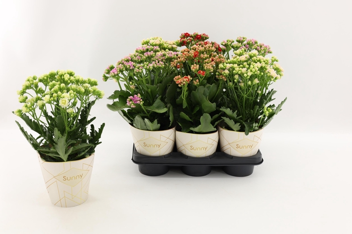 <h4>Kalanchoe Sunny mix in tray</h4>