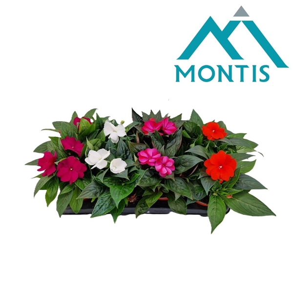 <h4>Impatiens New Guinea 13 cm mixtray 4 kleuren</h4>