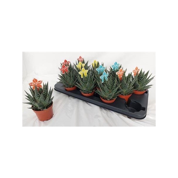 <h4>Aloe Tiki Tahi</h4>