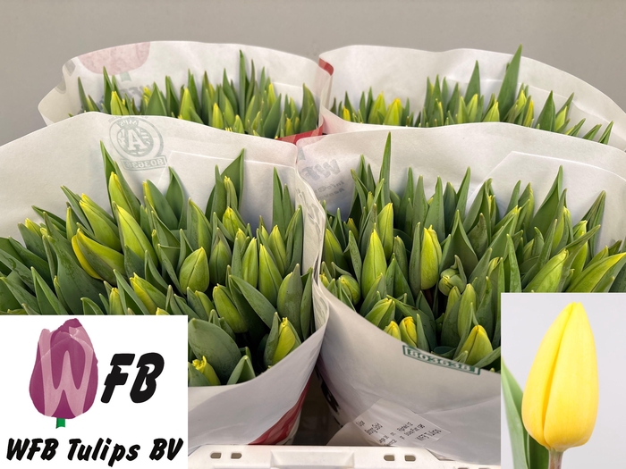 <h4>TU EN STRONG GOLD</h4>