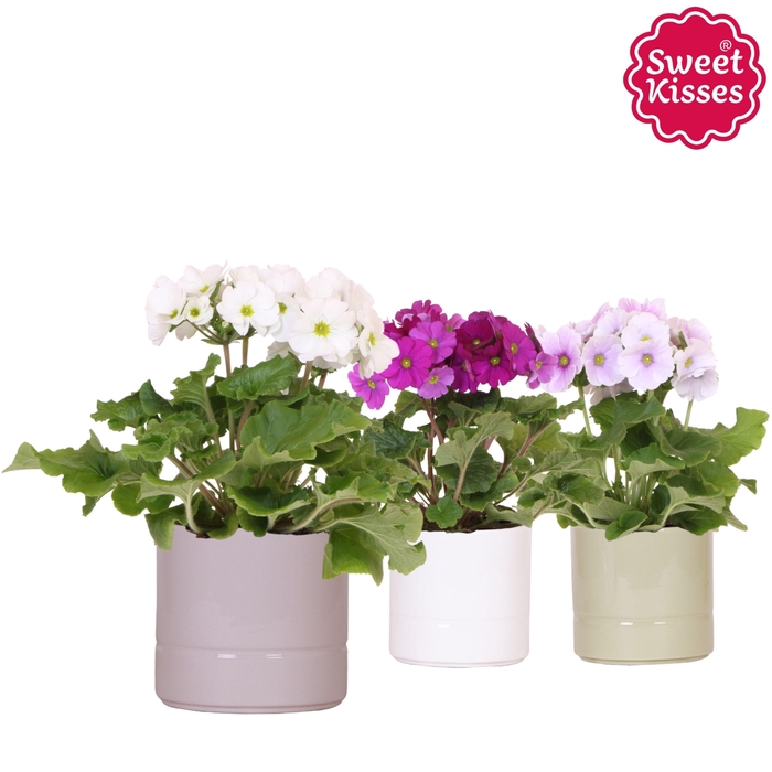 <h4>Primula Obconica Sweet Kisses mix in Pastel pot mix</h4>