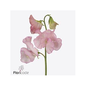 Lathyrus perfume salmon