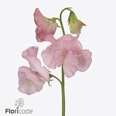 <h4>Lathyrus perfume salmon</h4>