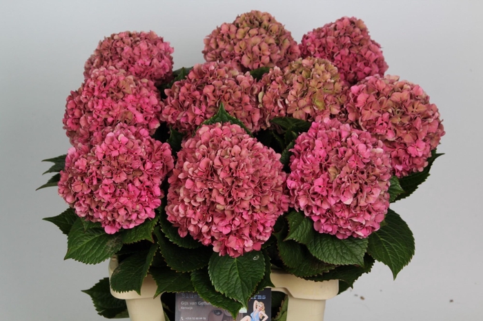 <h4>HYDR M GLOW ALPS CL</h4>