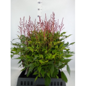 Astilbe arendsii 'Drum and Bass'