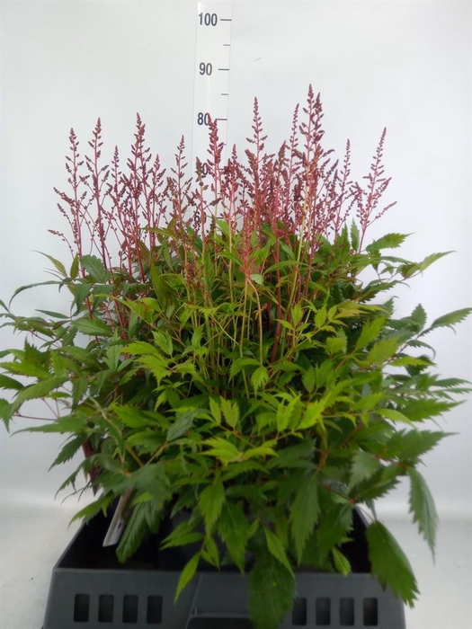 <h4>Astilbe arendsii 'Drum and Bass'</h4>
