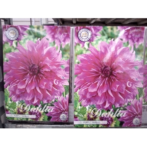 Dahlia   ...flowerbulbs