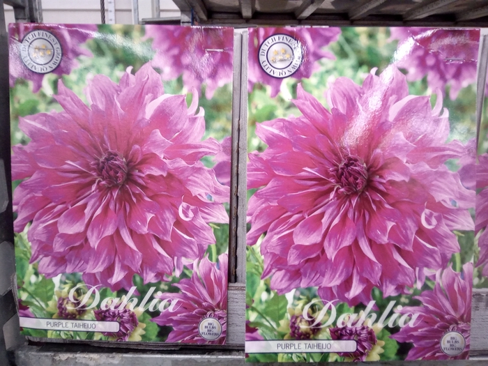 <h4>Dahlia   ...flowerbulbs</h4>