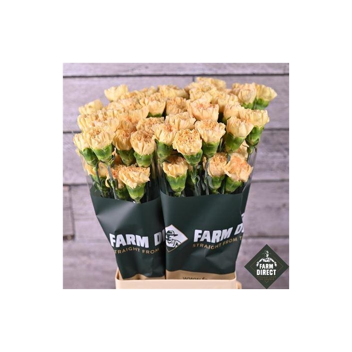 <h4>Di St Crimea</h4>