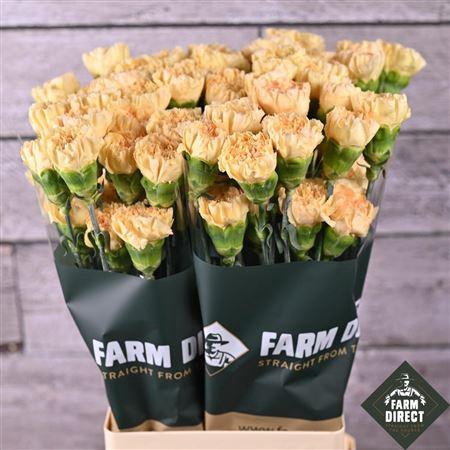 <h4>Di St Natalia</h4>