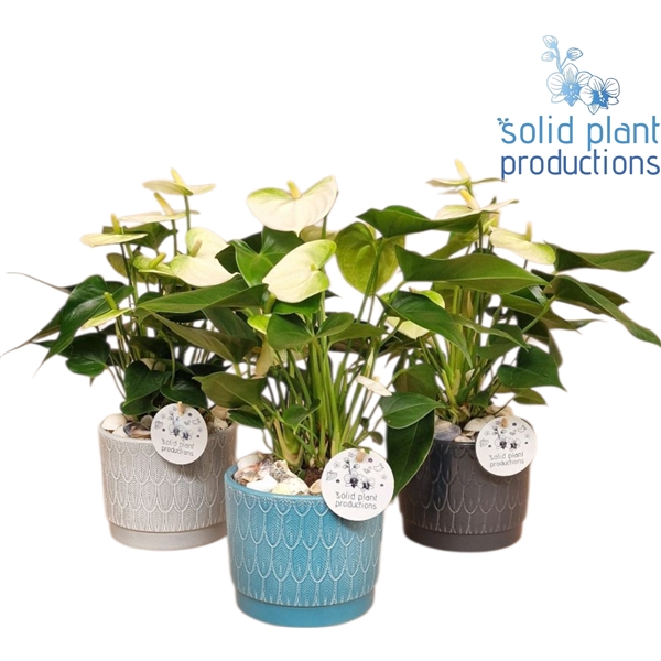 <h4>NV004 Ariël Navy Anthurium</h4>