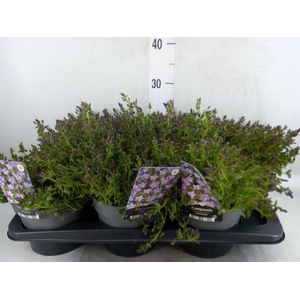 Campanula porten. 'Catharina'