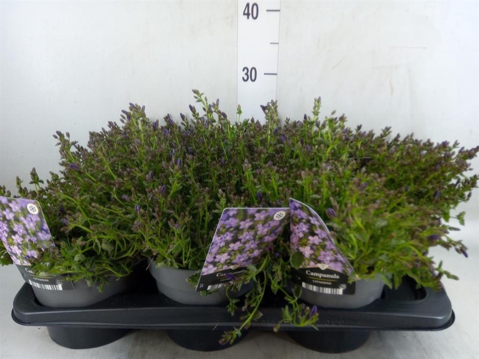 <h4>Campanula porten. 'Catharina'</h4>