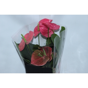 ANTHURIUM CALIFORNIA P17 ROSA PREMIUM