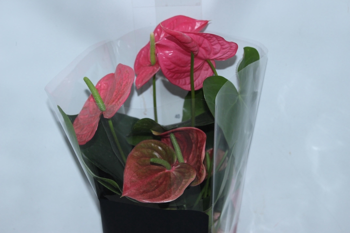 <h4>ANTHURIUM CALIFORNIA P17 ROSA PREMIUM</h4>