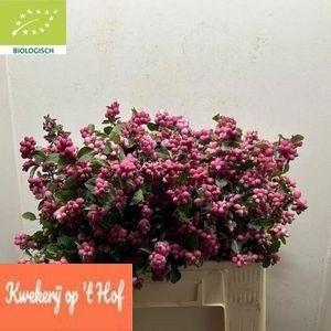 SYMPHO MAG RUB GIANT