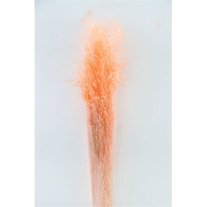 DRIED MUNNI GRASS SALMON BUNCH