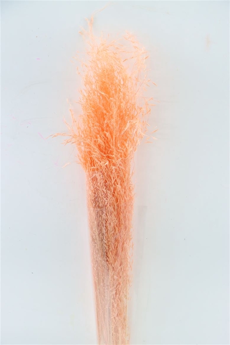 DRIED MUNNI GRASS SALMON BUNCH