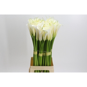 Zantedeschia Eydolls White