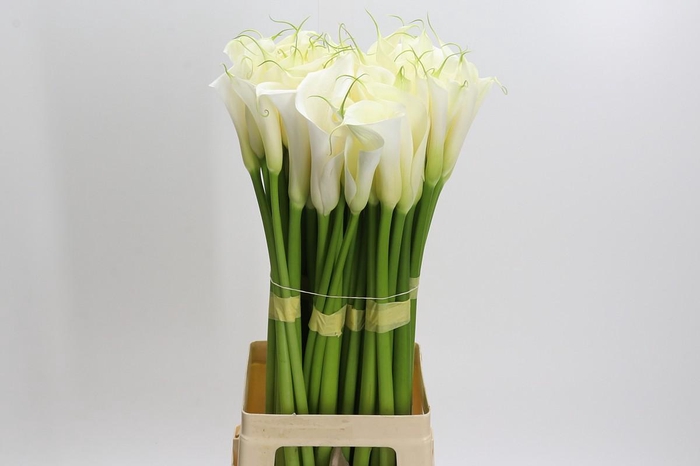 Zantedeschia Eydolls White