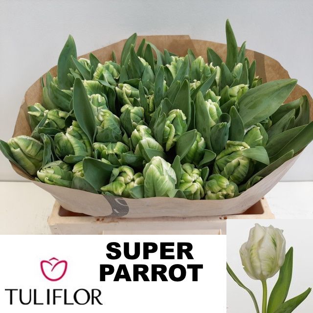 <h4>TU PA SUPER PARROT</h4>