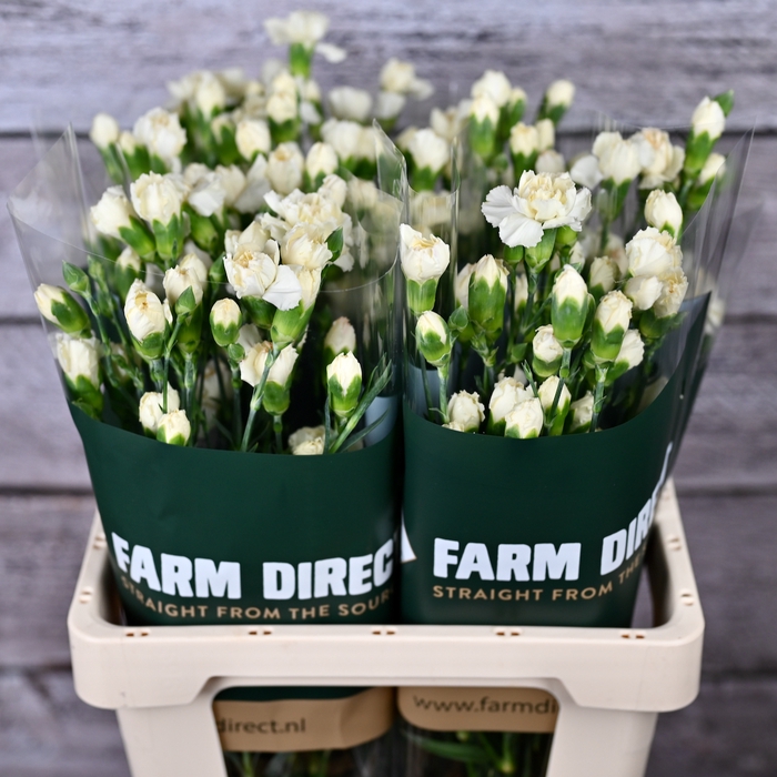 <h4>Di Tr Tayrona</h4>