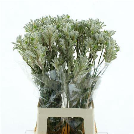 <h4>Anigoz Bush Diamond</h4>