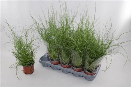 Juncus Ef Spiralis