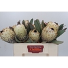 Protea Barbigera Ice Queen