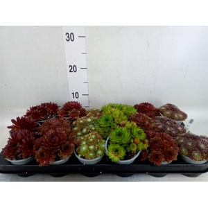 Sempervivum   ...mix