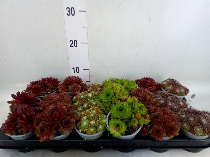 <h4>Sempervivum   ...mix</h4>