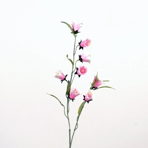 AF Campanula medium L80cm l.pi