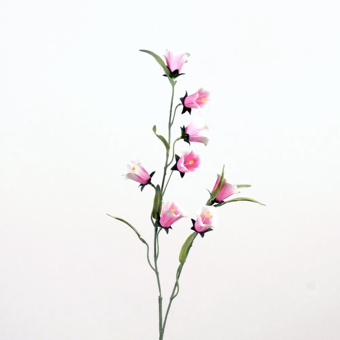 <h4>AF Campanula medium L80cm l.pi</h4>